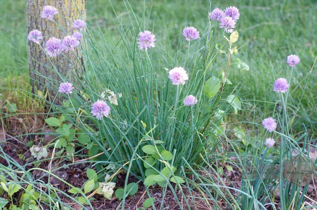 chives with purple flowers