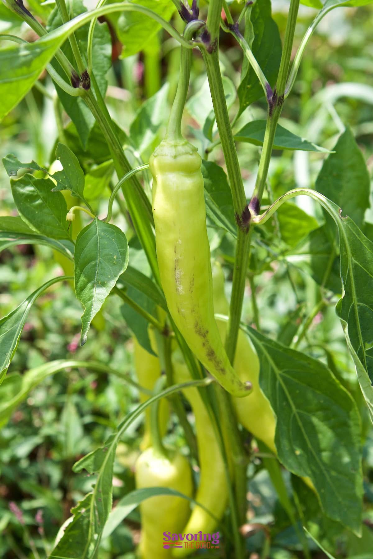 ripe banana pepper on a plant