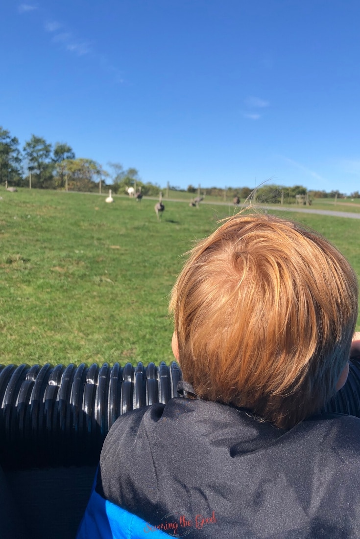 young boy with red hair looking over the 150 acres of Lake Tobias Wildlife Park seeing animals in the distance