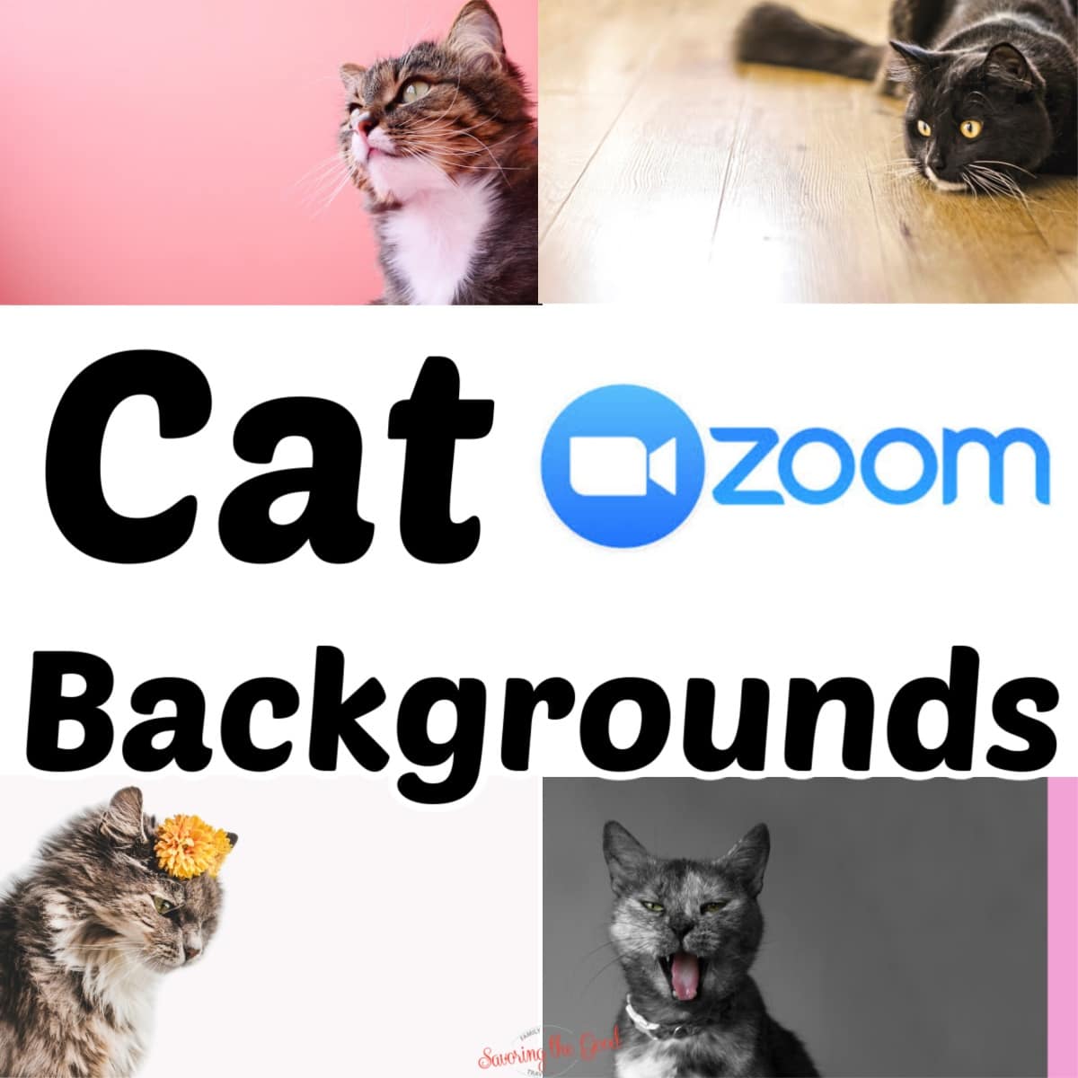 Cat Zoom Virtual Backgrounds image collage