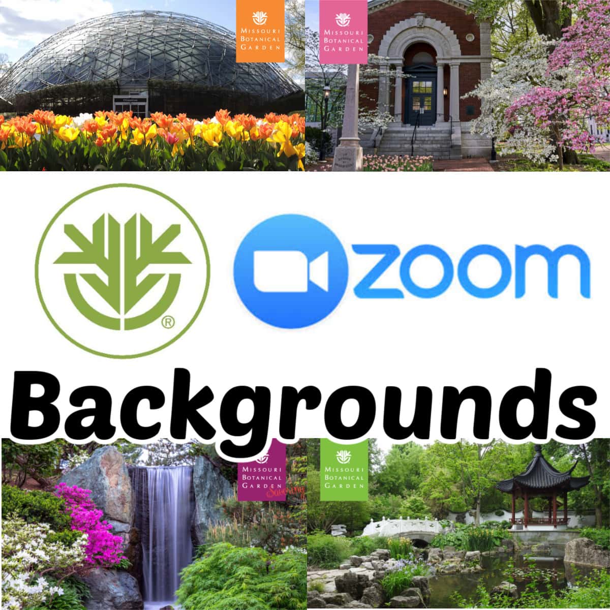 Missouri Botanical Garden Backgrounds graphic