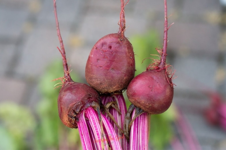 3 baby beets