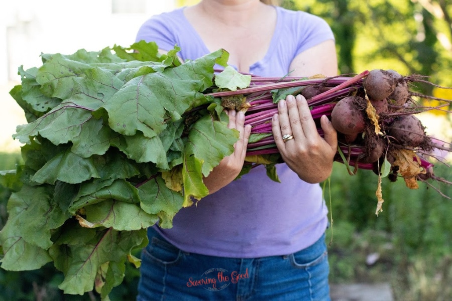 woman hold arm full of fresh picked beets