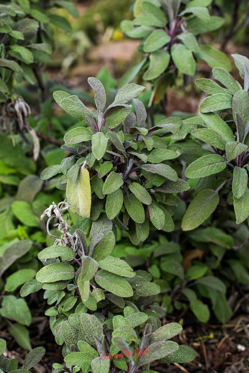 vertical image of mature sage plant in an herb garden
