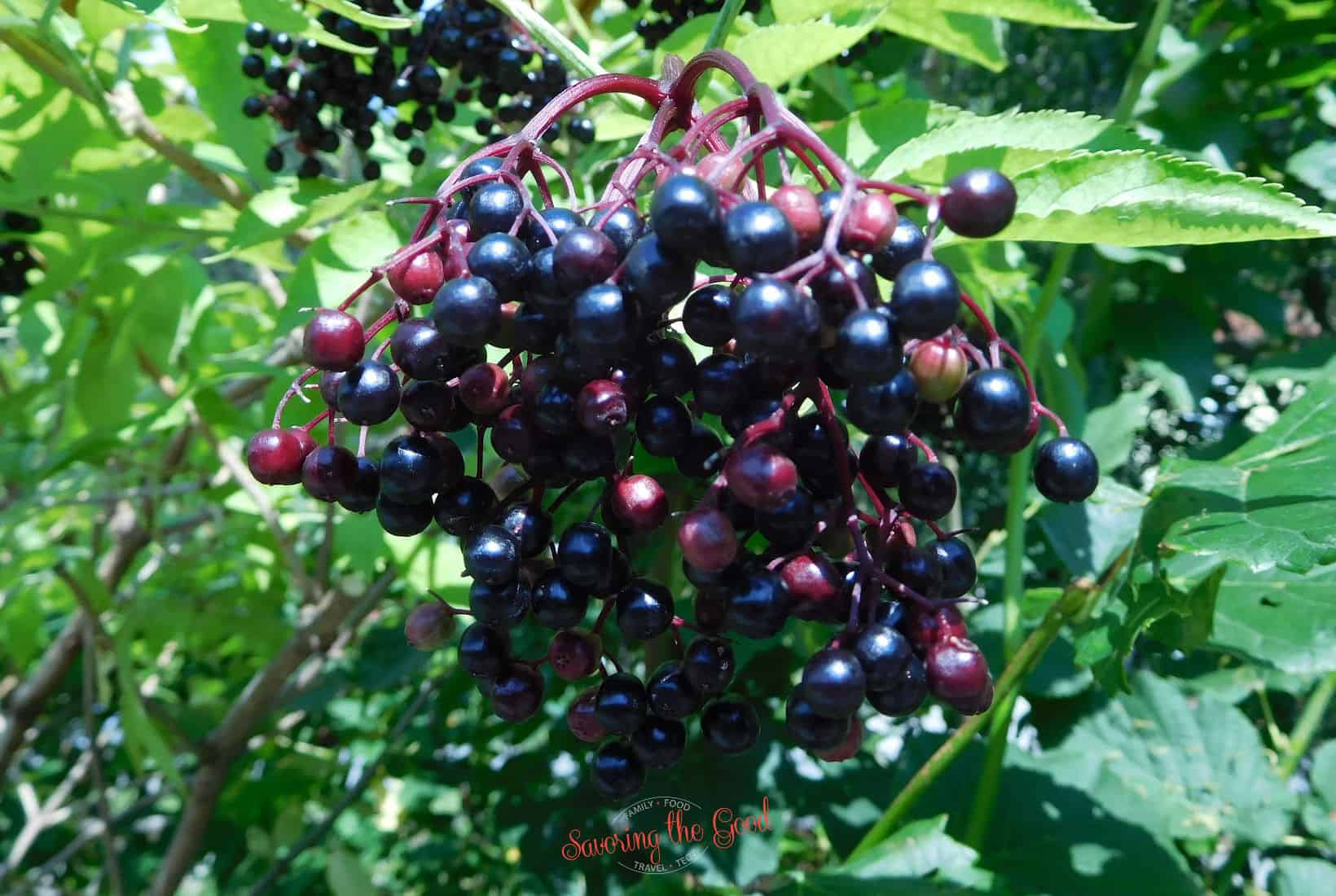 A bunch of black elderberries hanging from a tree.