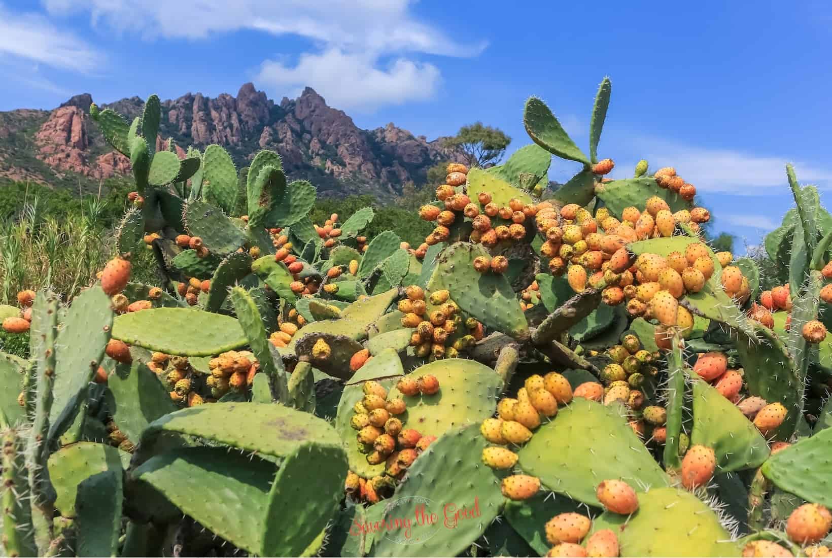 A cactus plant with berries and mountains in the background. xerophyte