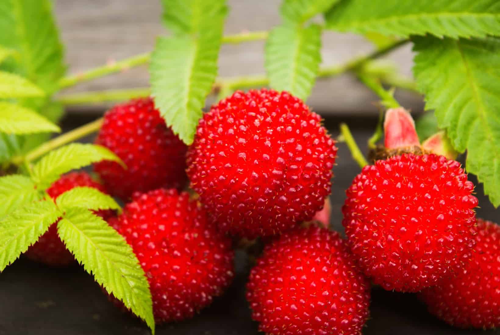 Thimbleberries image from shutterstock