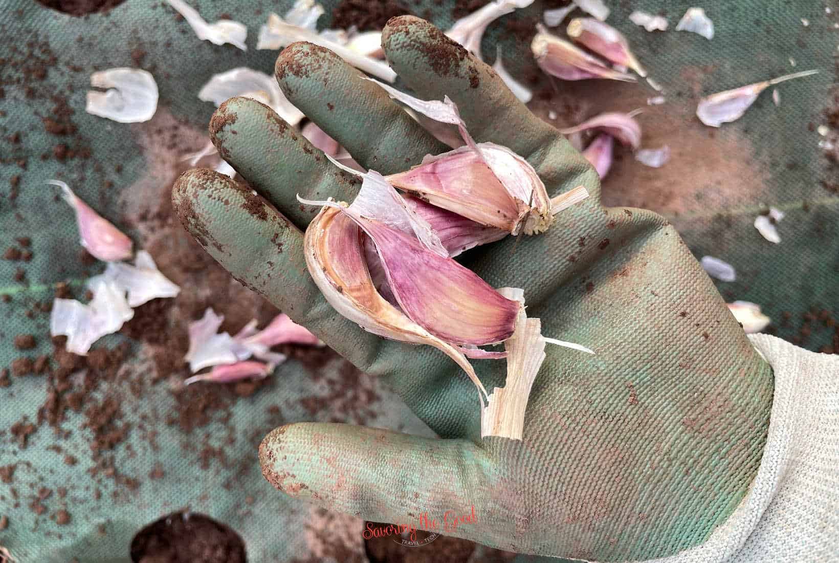 4 cloves of garlic cloves in a gloved hand ready to be planted