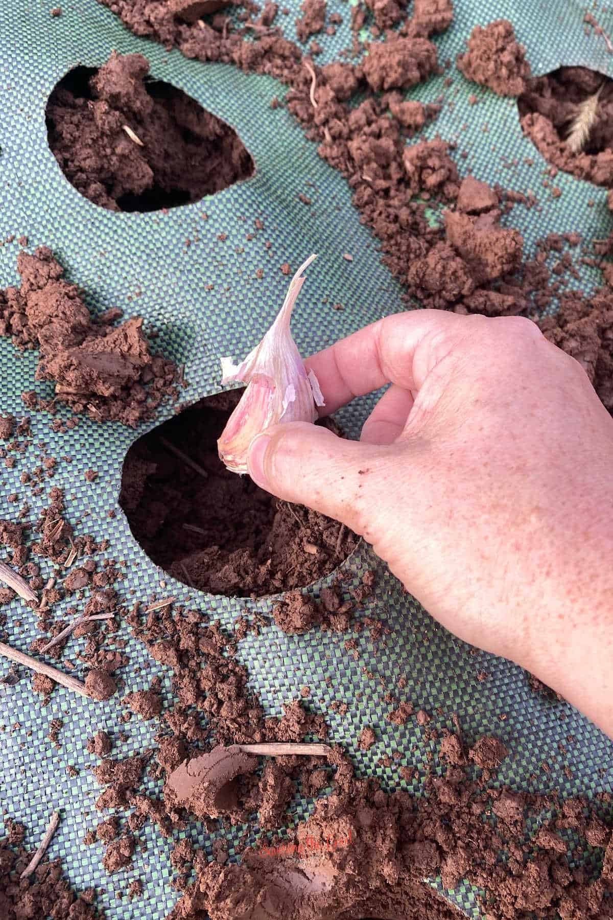 hand planting a clove, root side down in a hold in the garden