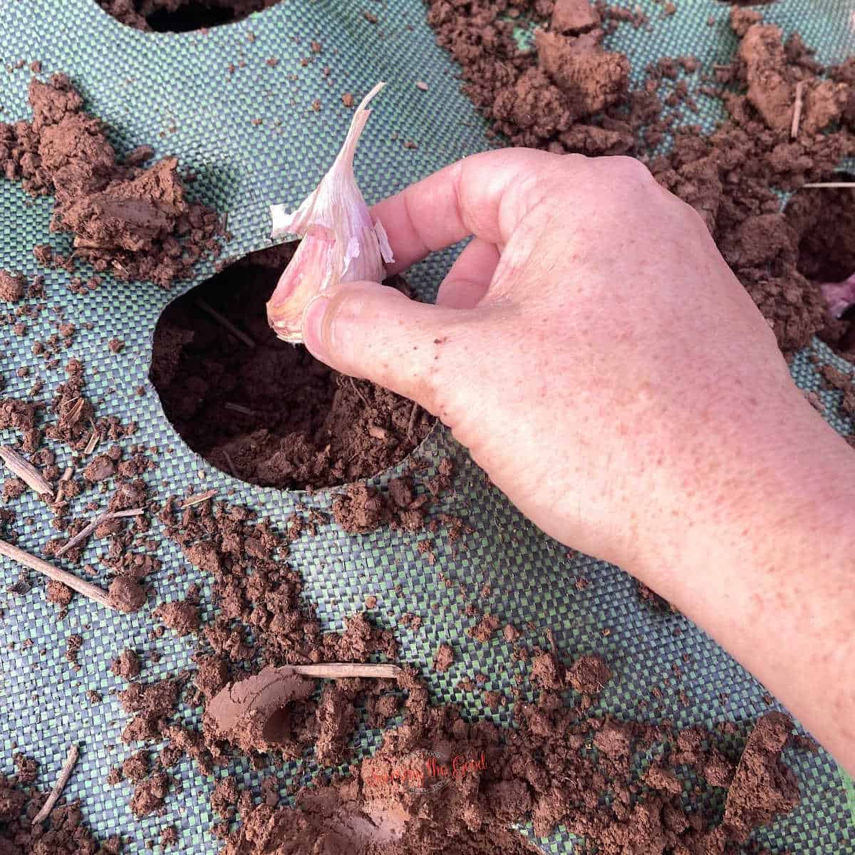 how to grow garlic