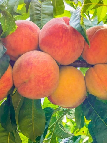 peaches on a tree branch.