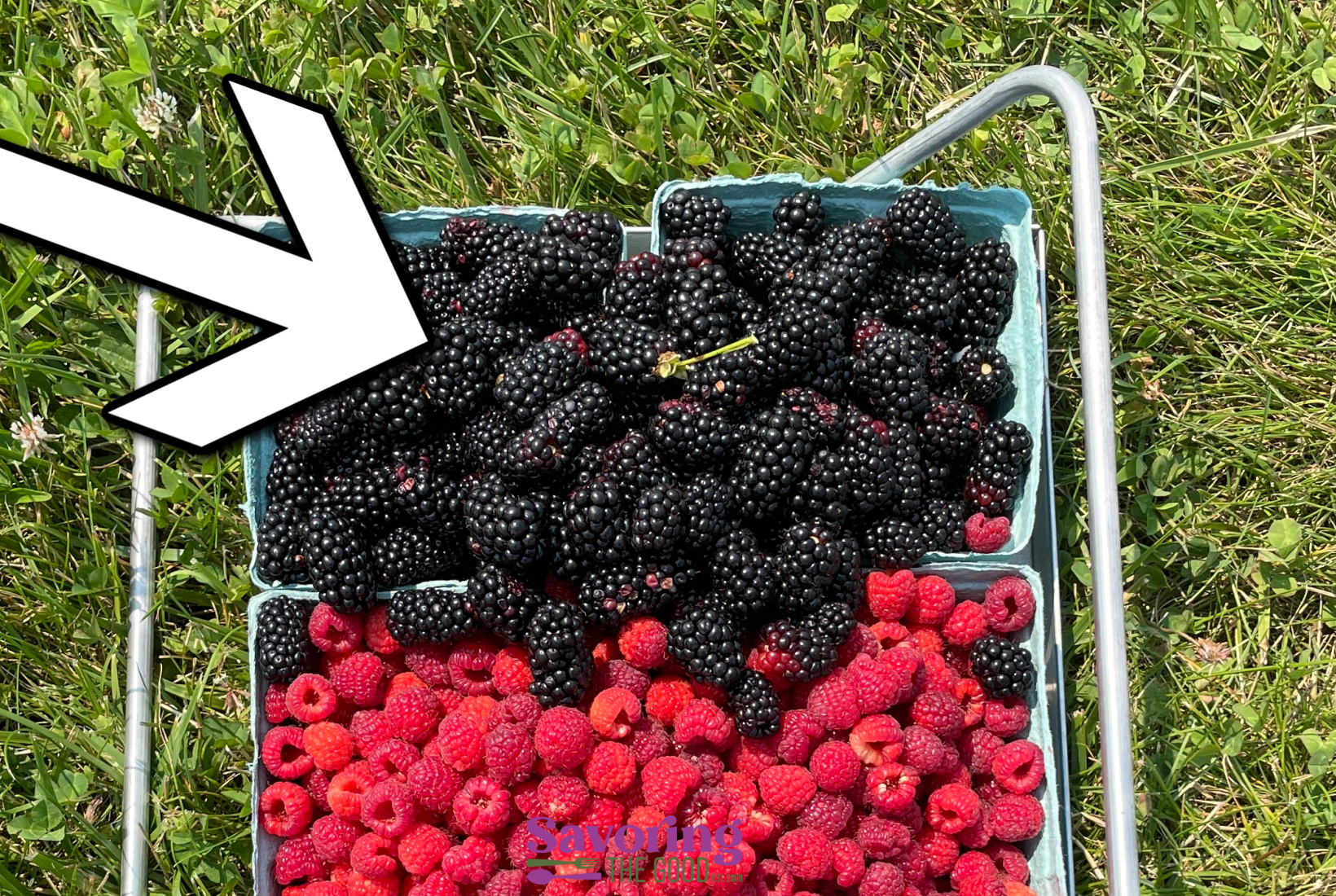 A large white arrow points to a carton of blackberries—one of many types of blue fruit—next to raspberries, both in a metal basket on grass.