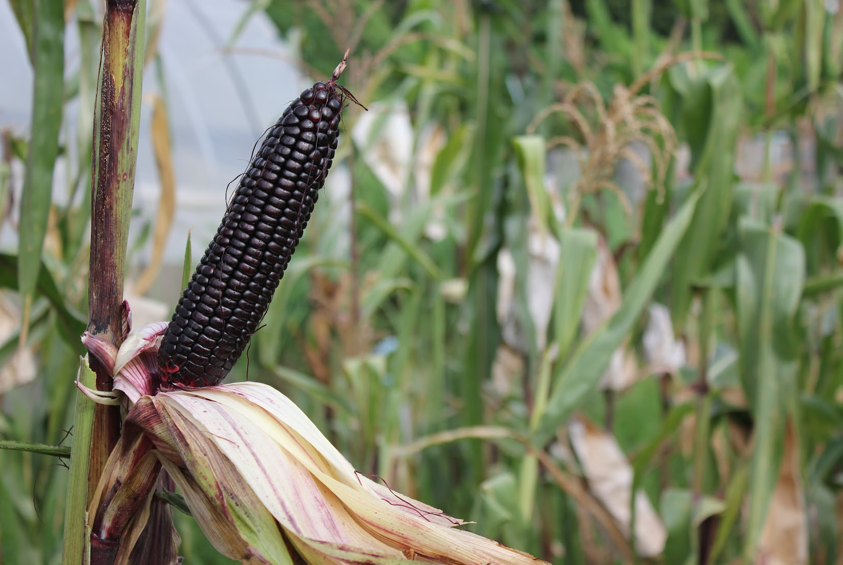 A close-up of a dark blue ear of corn, one of the intriguing blue fruits, attached to its stalk, with green corn plants blurred in the background.