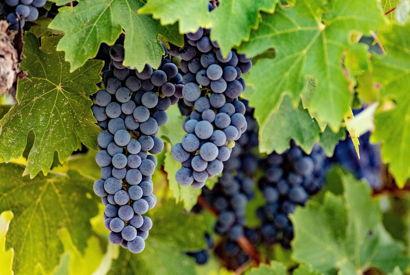 Two clusters of dark blue grapes, a delicious example of blue fruit, hang from a vine surrounded by large green leaves.