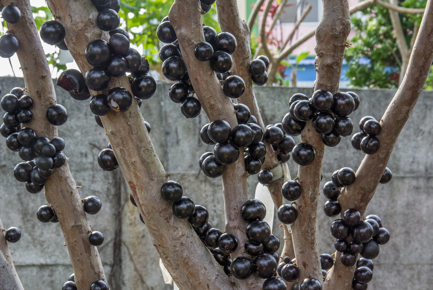 A jabuticaba tree with clusters of round, dark purple fruits—one of the more unusual types of blue fruit—growing directly on its trunks and branches.