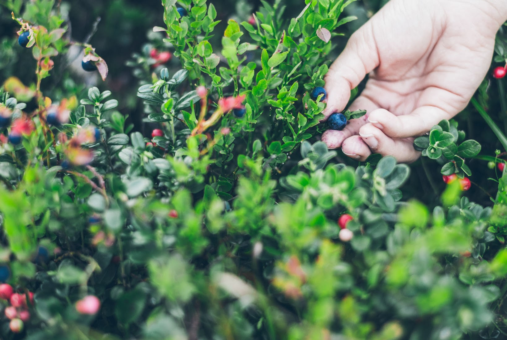 A hand picking a Blue lingonberries from a bush surrounded by green leaves and other blue fruits.