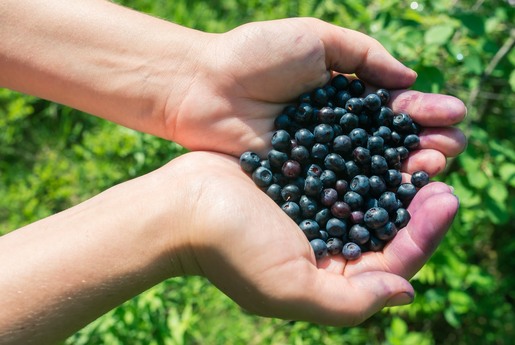 A pair of hands holding freshly picked dark blue fruits (Bilberry) from the blue fruits list, with stained fingers and green foliage in the background.