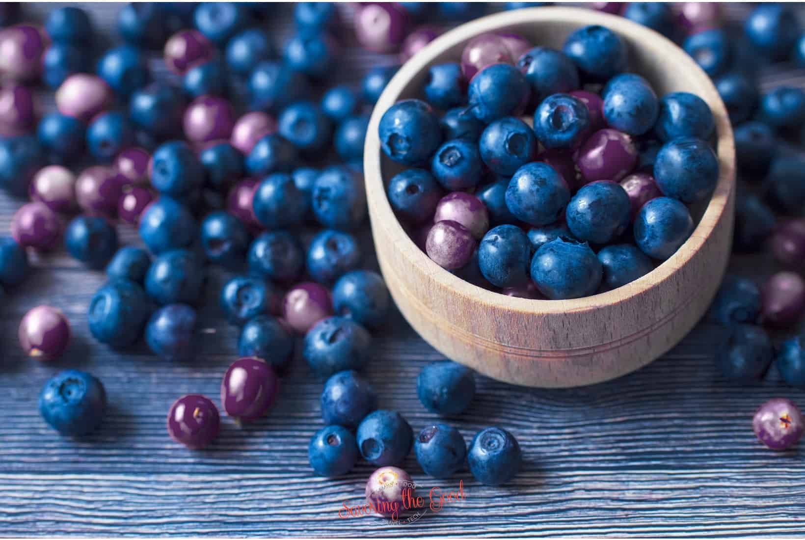 Blue lingonberries