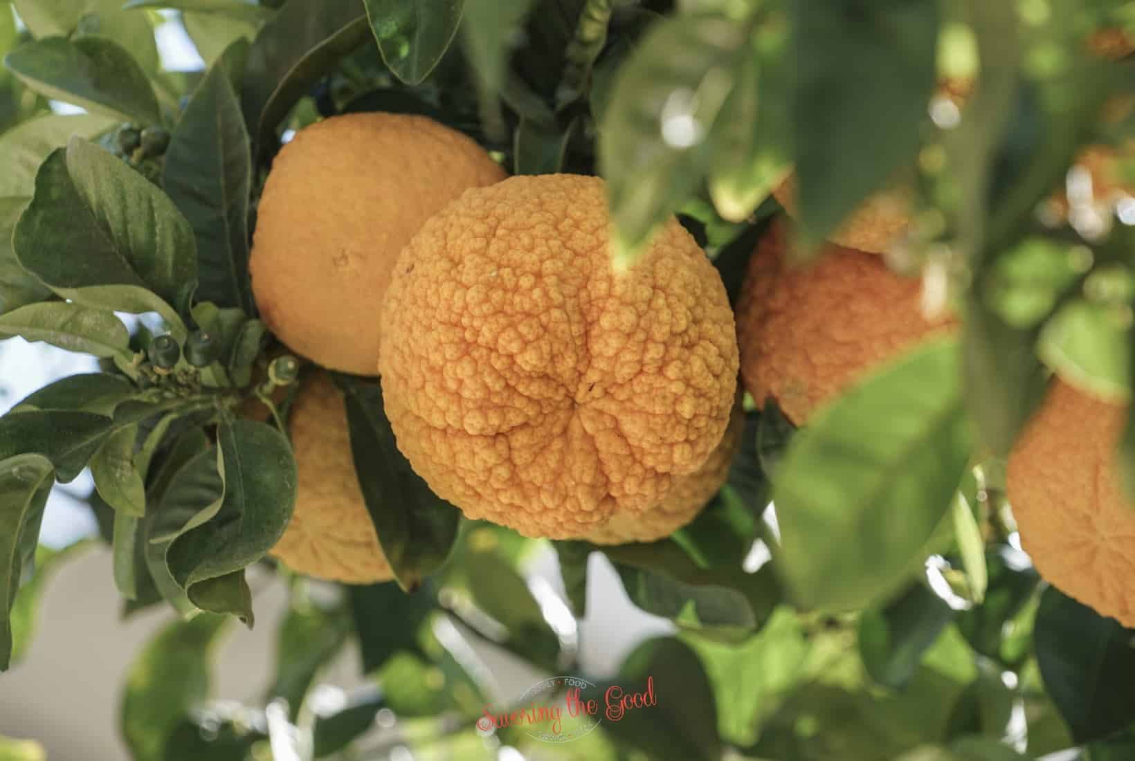Seville Orange.