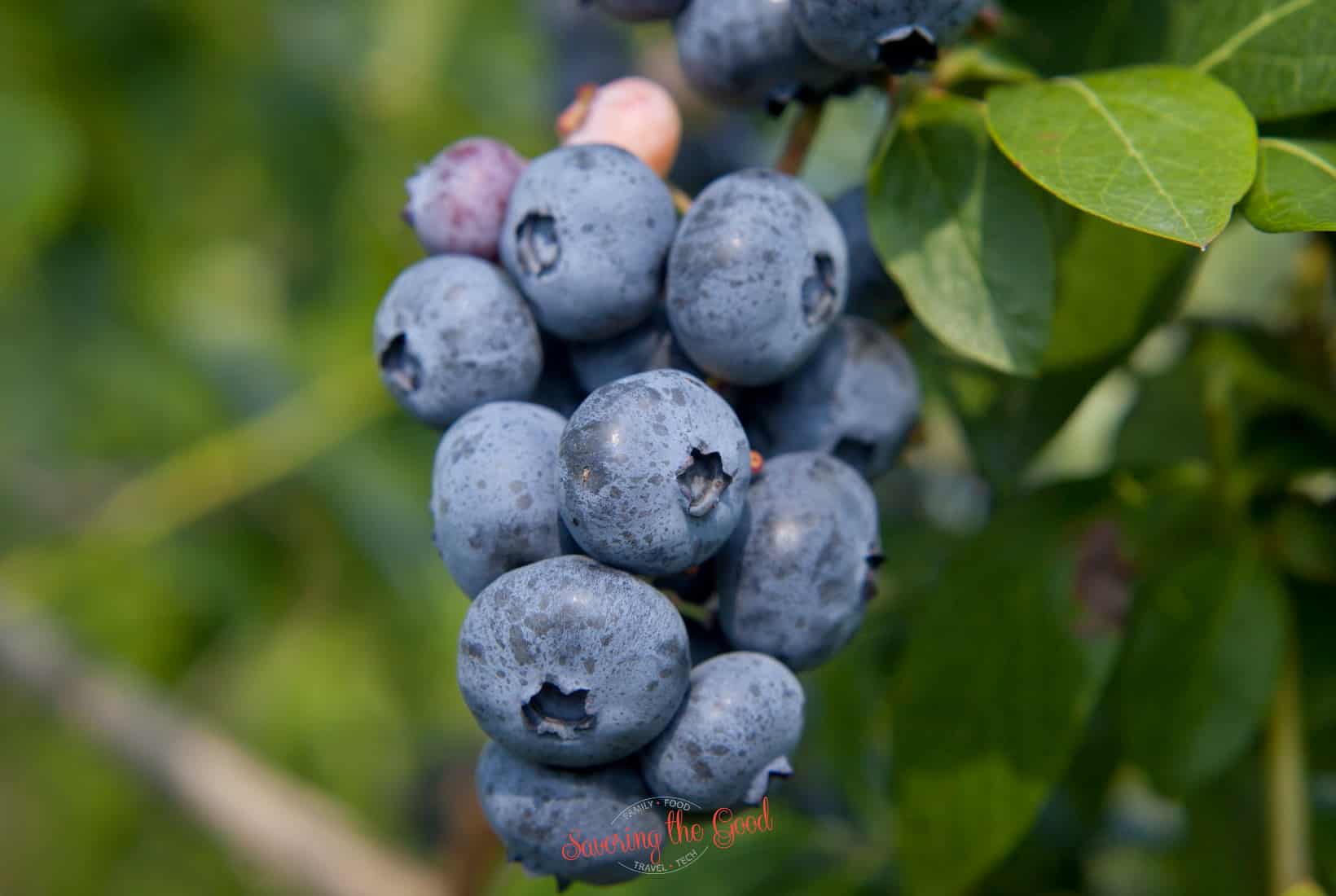 blueberry.