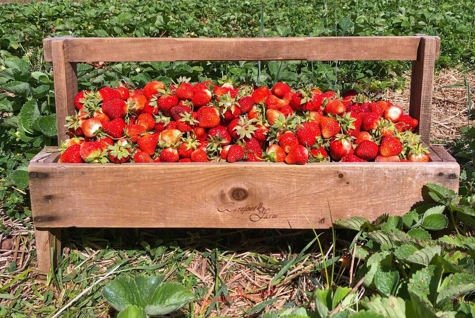 strawberries in the field.