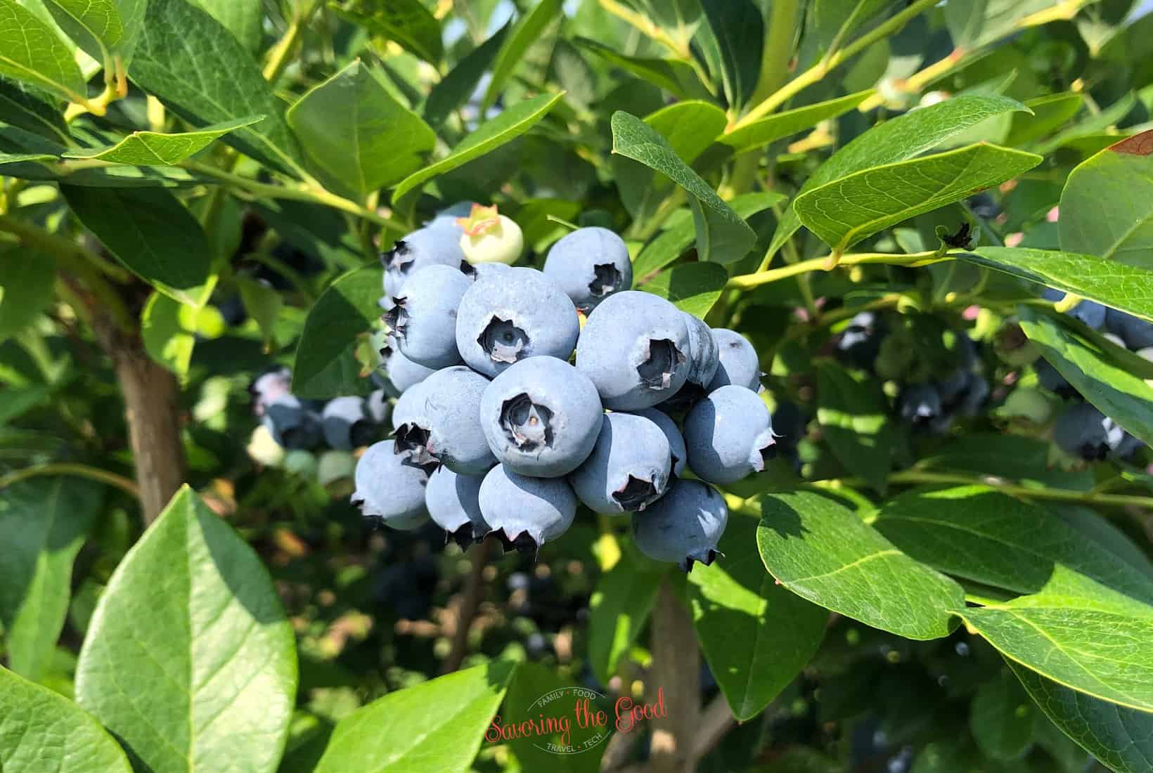 wild blueberries.