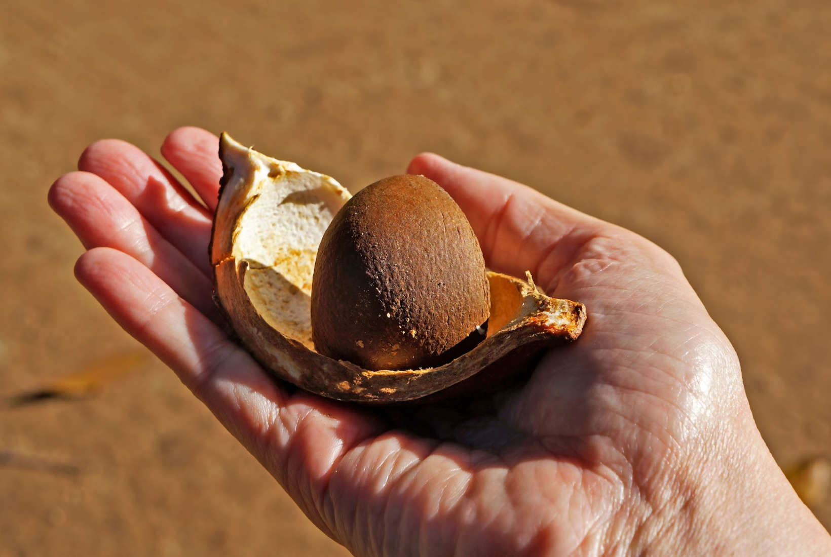 A person's hand holding a brown shell.