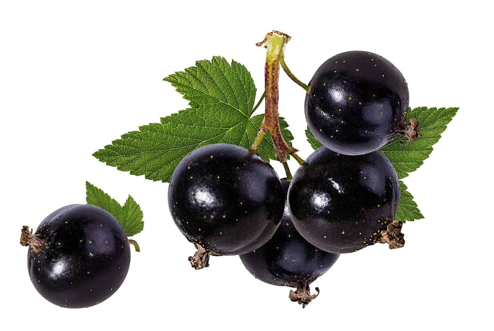 A bunch of black currants on a branch with leaves.