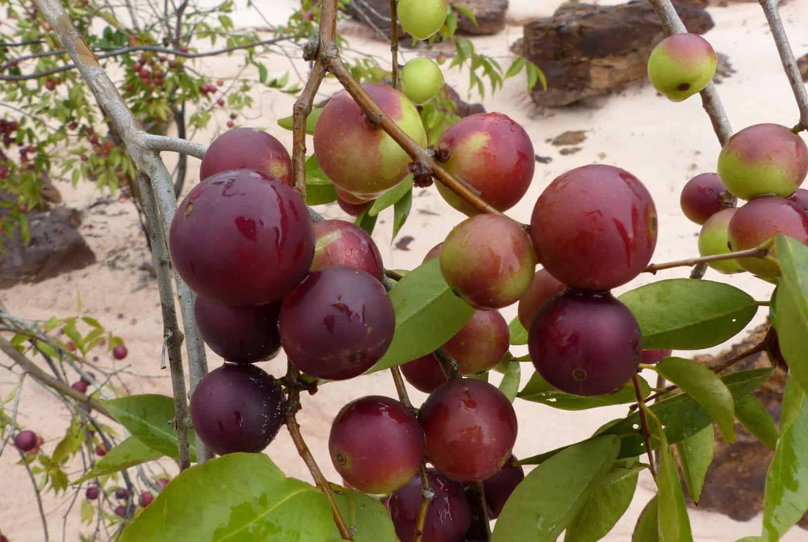 A bunch of fruits, specifically Camu Camu, hanging from a tree.
