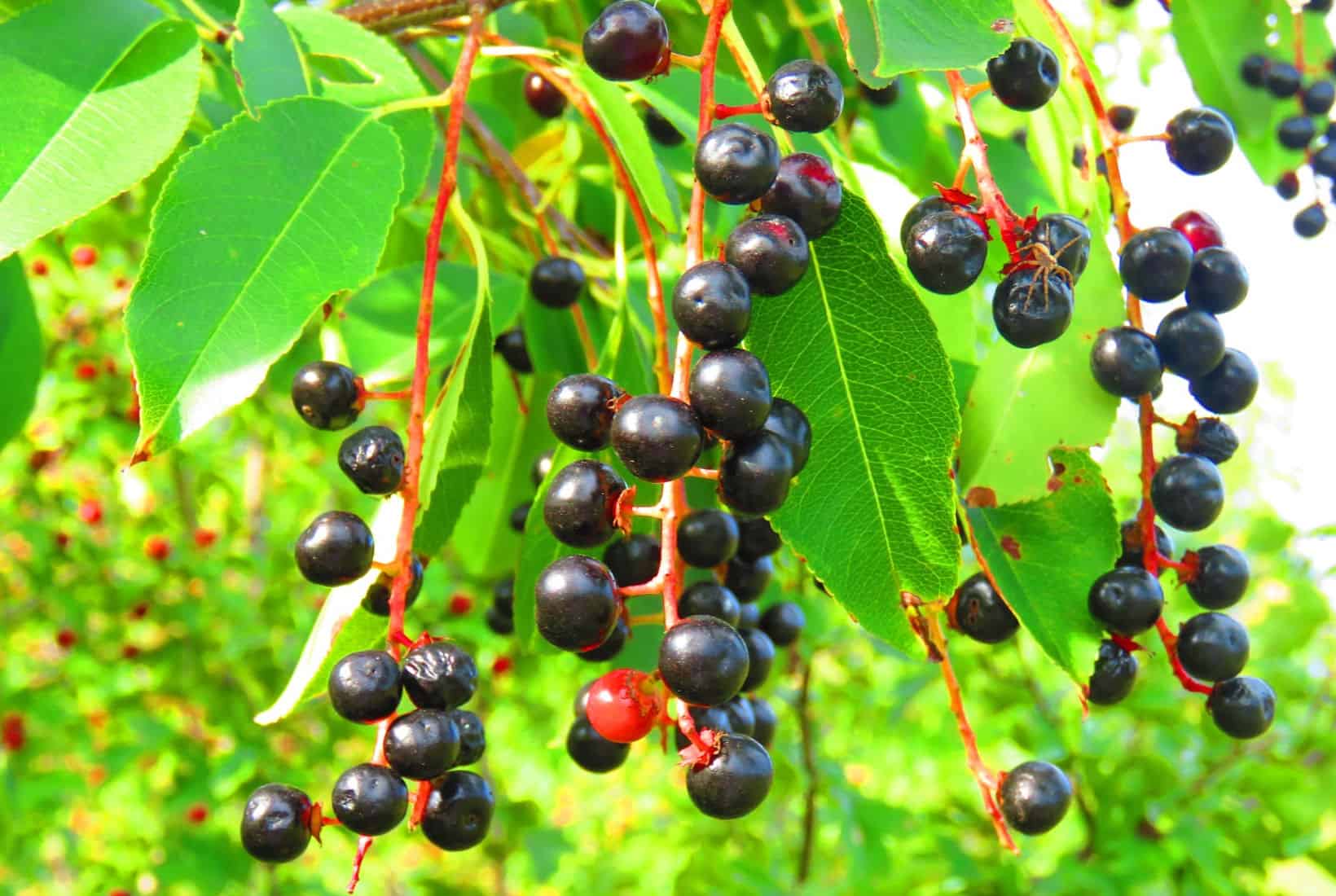 A tree with dark-colored, edible hackberry berries hanging from it.