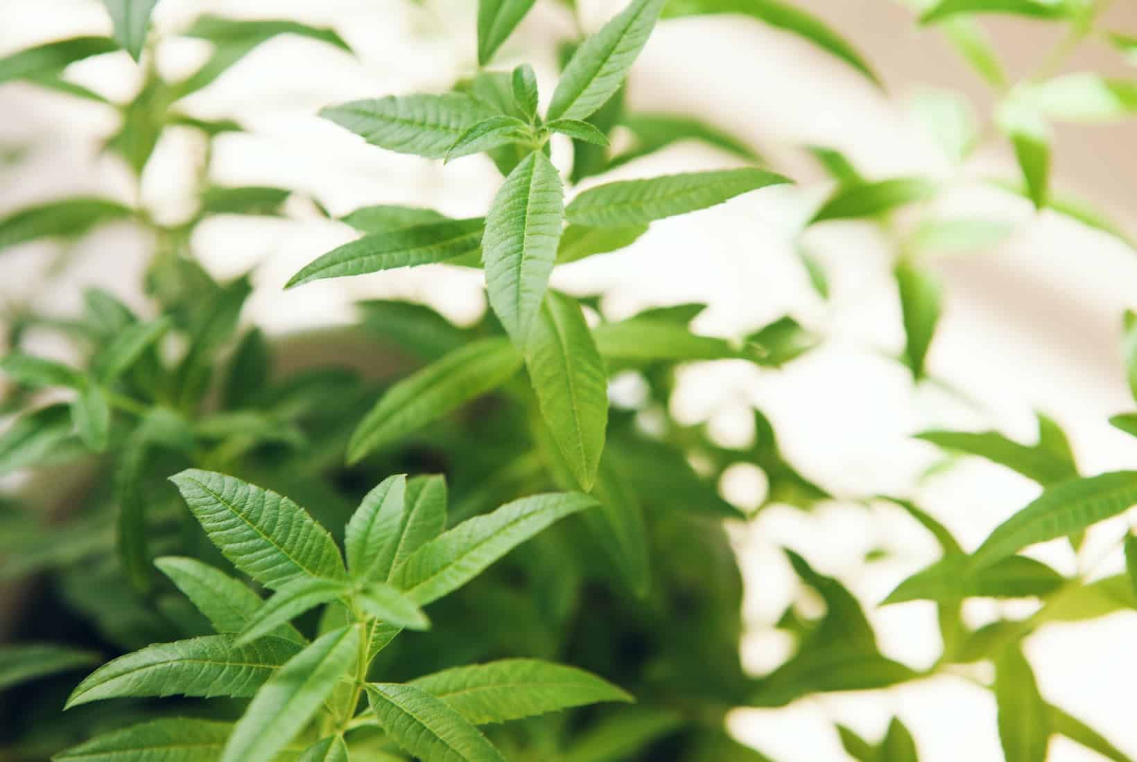Close-up of bright green lemon verbena leaves with soft-focus background.