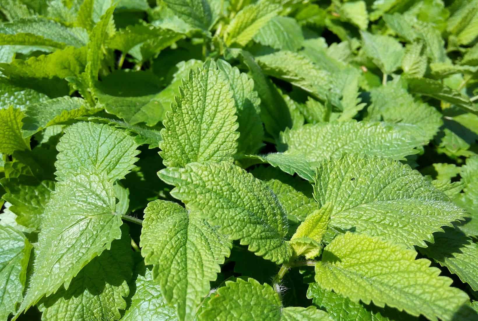 Close-up of lush green leaves with serrated edges, possibly nettle plants or a lemongrass substitute, under bright sunlight.