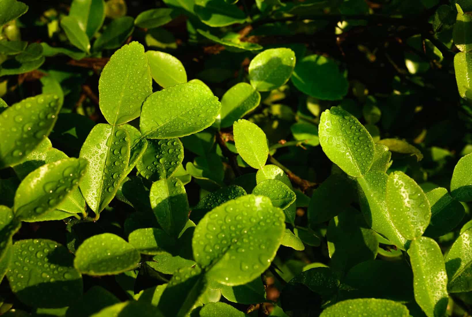 Lush green leaves with dew drops in sunlight, highlighting the fresh, verdant texture of the foliage.