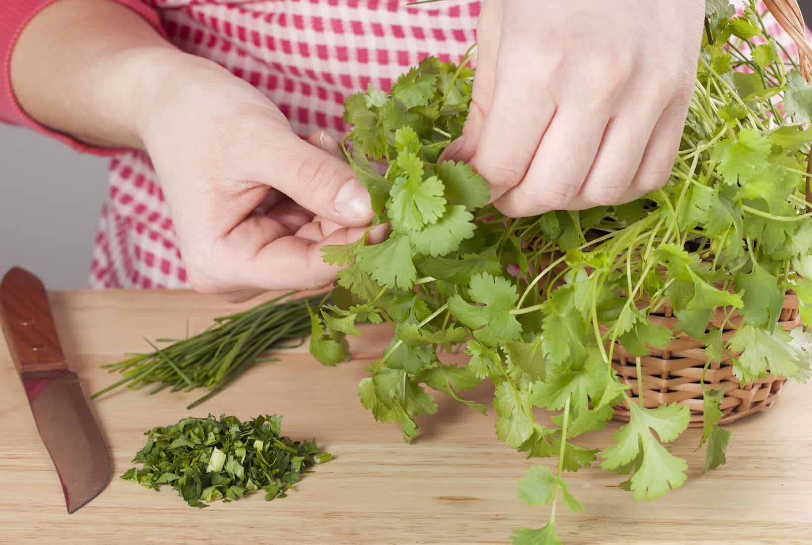 Person in a red and white apron picking cilantro from a basket, with chopped herbs and a knife on a wooden cutting board.