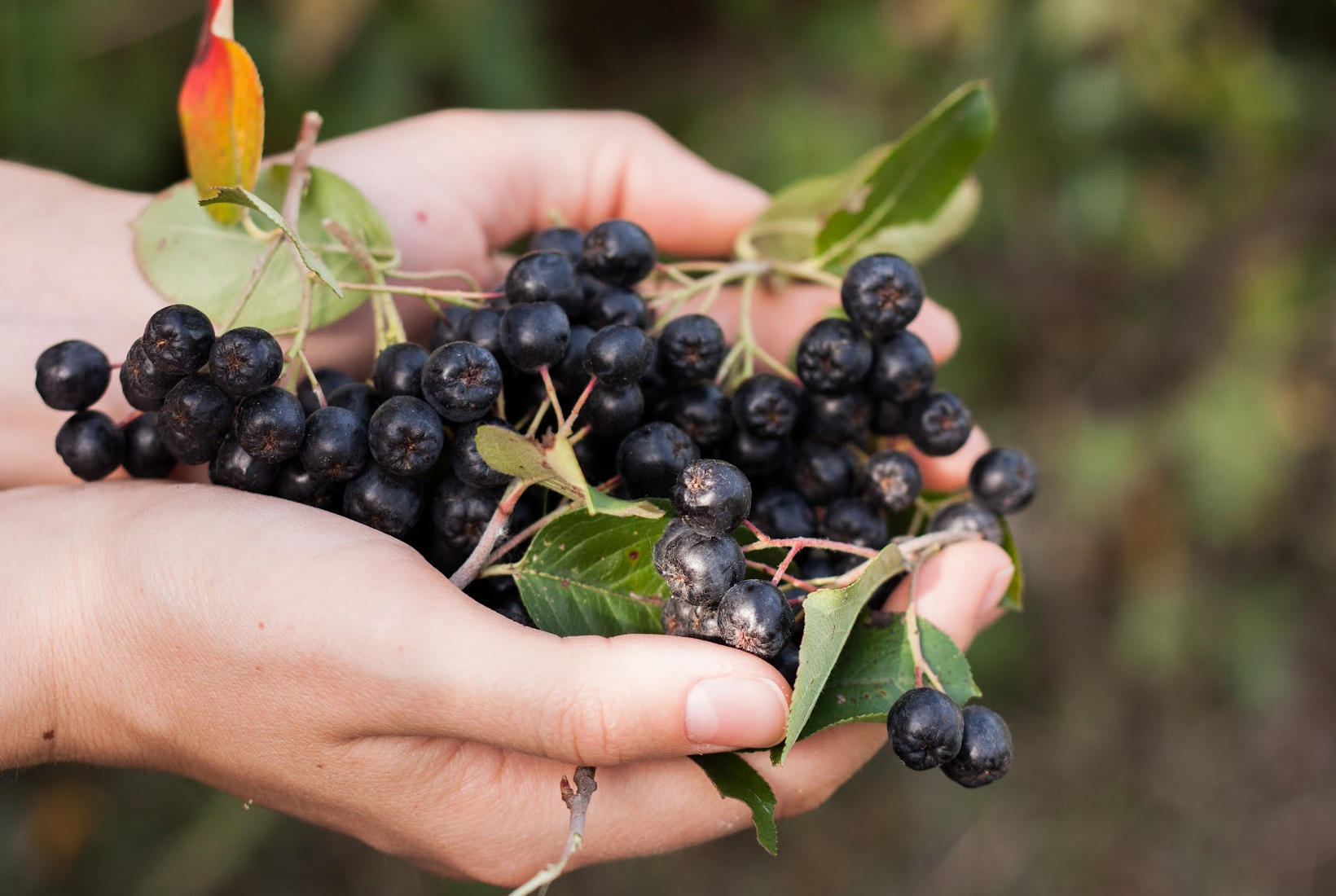 Hands holding a bunch of dark blue chokeberries and green leaves outdoors.