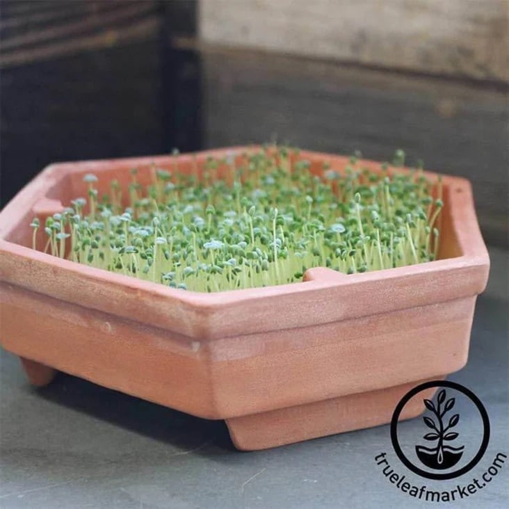 Hexagonal terracotta planter filled with densely packed growing microgreens, placed on a gray surface with a True Leaf Market logo in the corner.