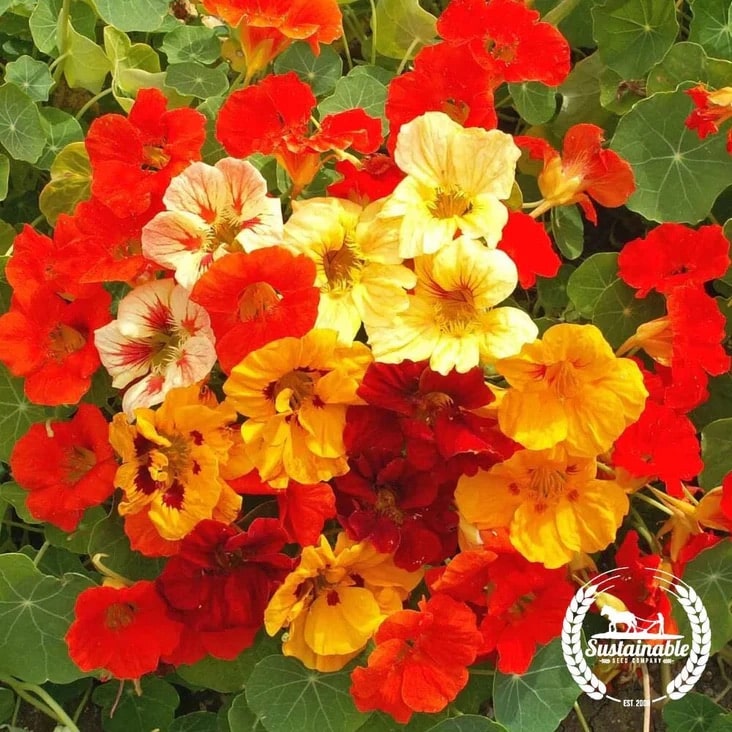 Cluster of nasturtium flowers in red, yellow, and orange shades surrounded by green leaves, evoking the freshness of growing microgreens, with a "Sustainable" logo at the bottom right corner.