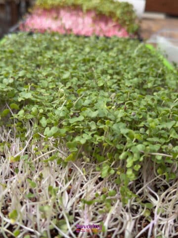 Trays of microgreens at various growth stages, with green and pink stems, are growing densely in soil indoors.