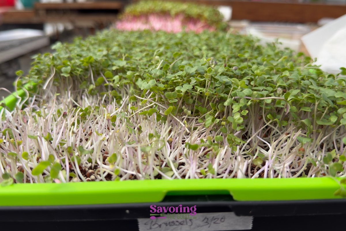 Close-up of green microgreens growing densely in a black and green tray, with white stems and labels visible in the background.