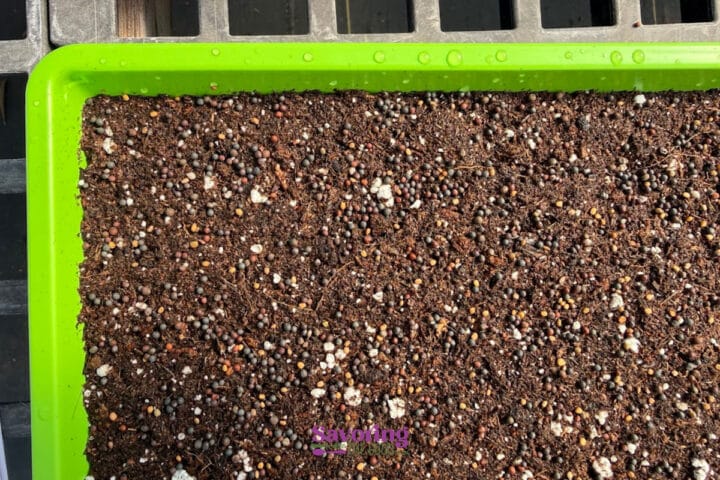 A green tray filled with a mixture of soil and granular seeds, placed on a slatted surface.