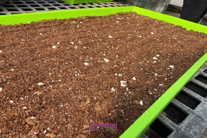 A bright green tray filled with soil and small white particles, set on a metal grid surface, prepared for planting or seed starting.