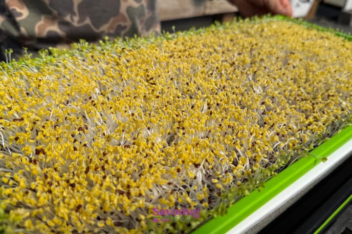 Close-up of densely packed yellow and green sprouts growing in a rectangular tray, with a person in camouflage clothing in the background.