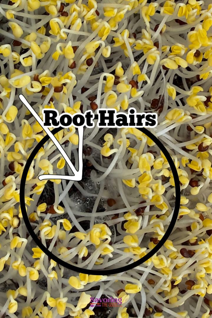 Close-up of sprouting seeds with white root hairs highlighted by a circle and arrow labeled "Root Hairs.