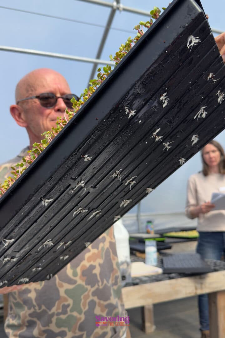 A person holds up a black seedling tray with small plants growing, showing roots protruding from the bottom; another person stands in the background.