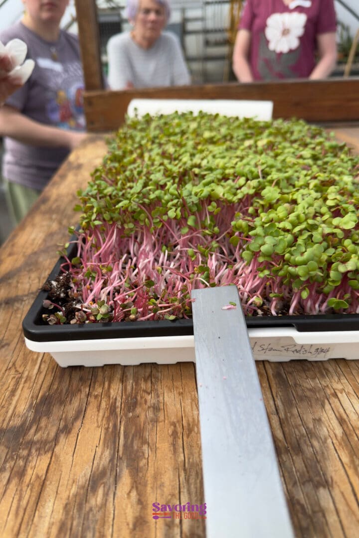 A tray of microgreens with pink stems sits on a wooden table; three people stand in the background inside a greenhouse.