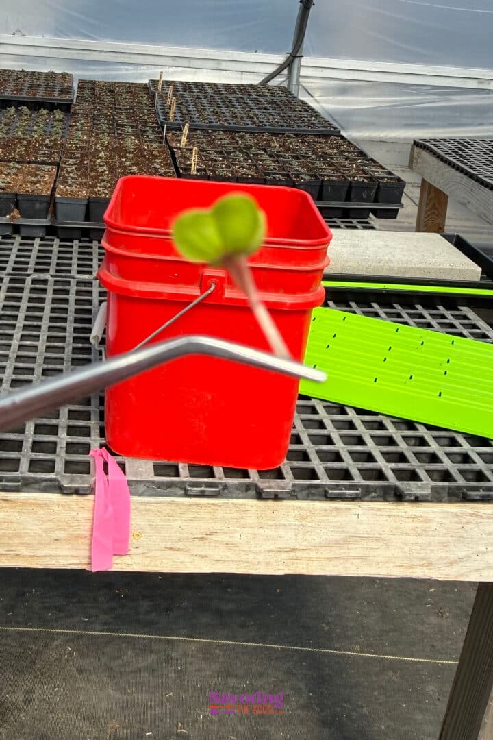 A pair of tweezers holds a small green seedling in front of a red bucket and trays of soil in a greenhouse setting.