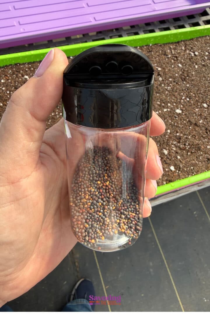 A hand holding a clear container filled with mustard seeds above a soil tray.