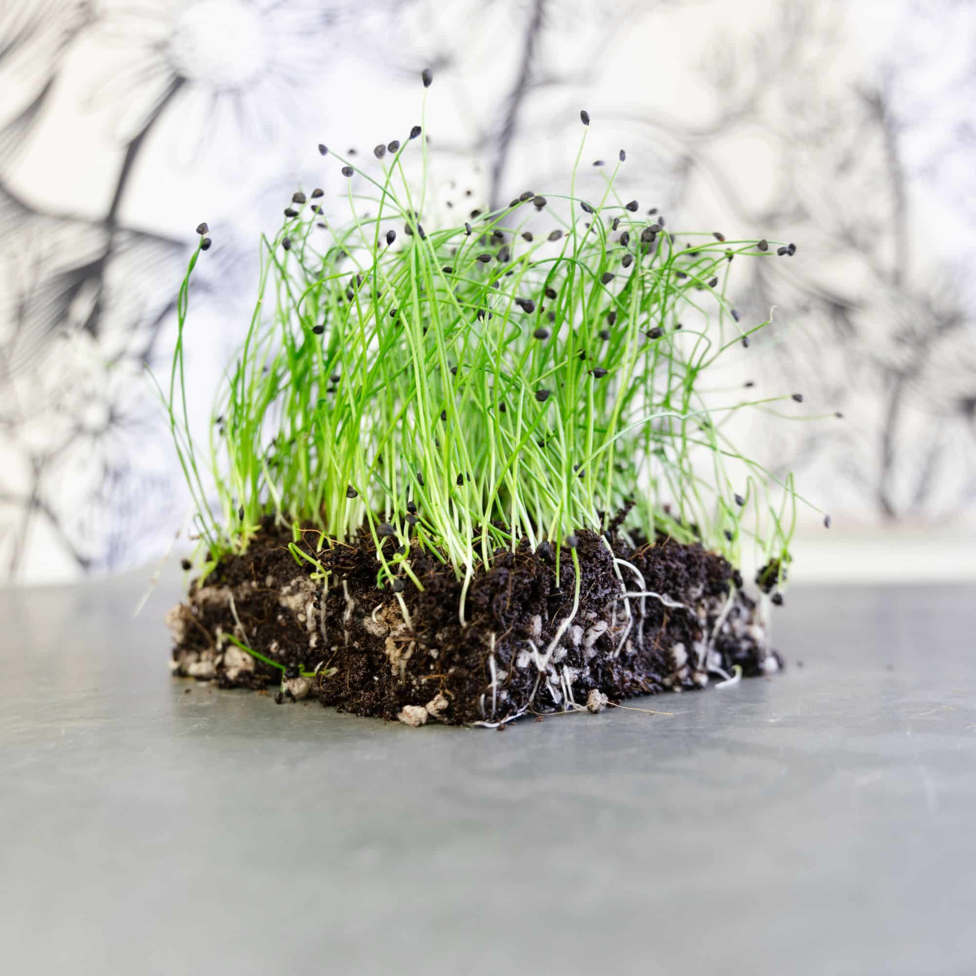 A cluster of green microgreens with soil and visible roots sits on a gray surface against a blurred, black-and-white botanical background.