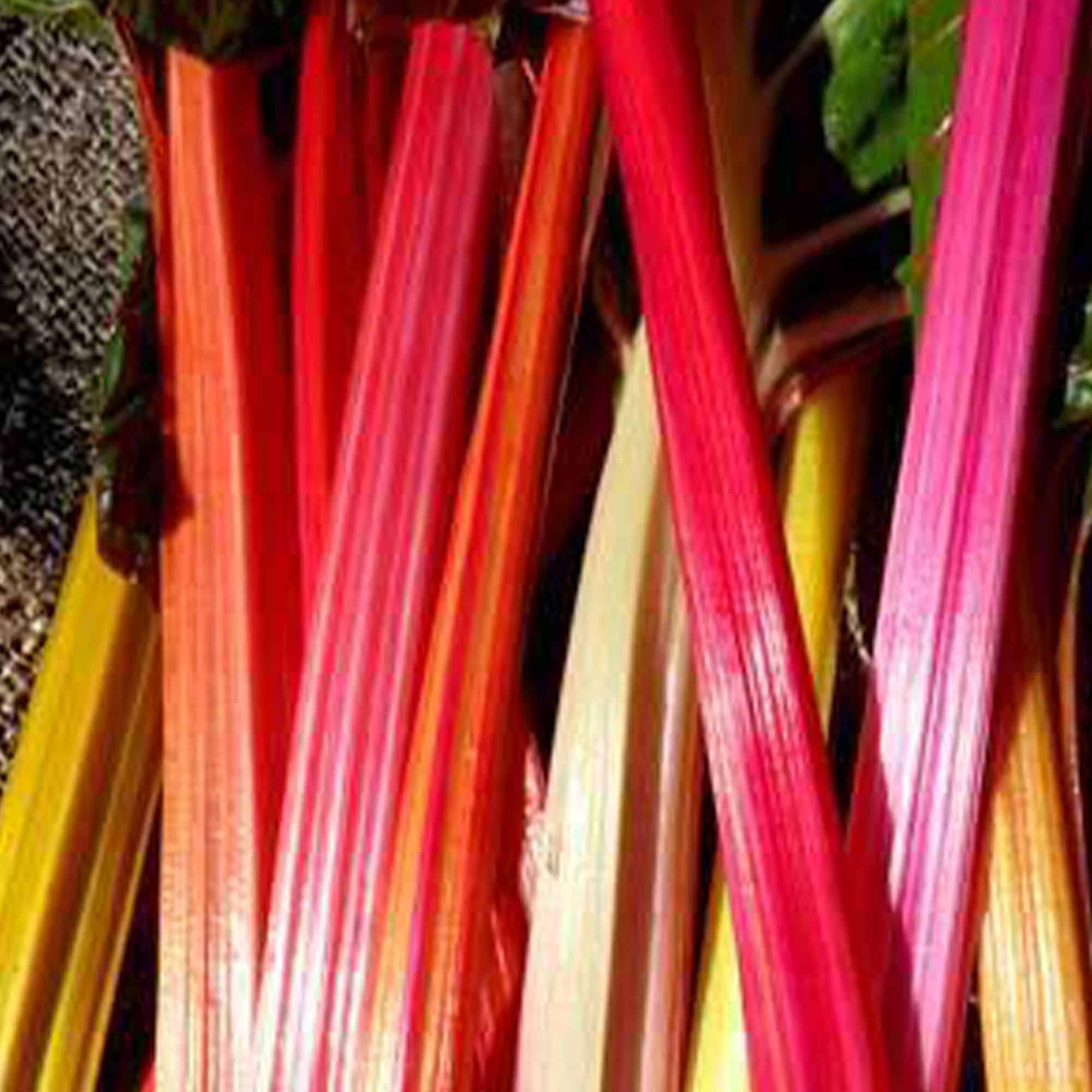 Close-up of several colorful stalks of Swiss chard, including shades of red, pink, yellow, and orange, with green leaves partially visible.