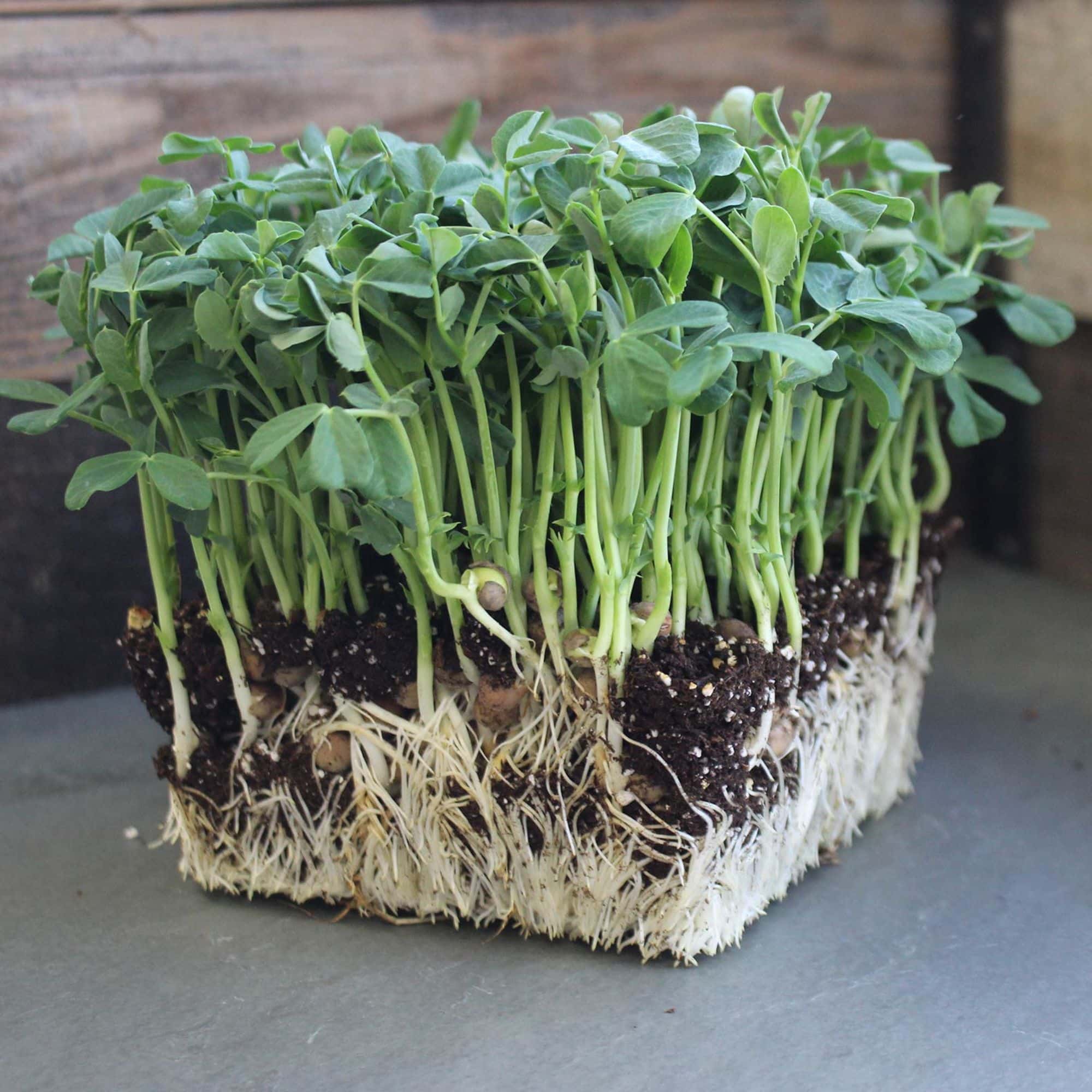 A dense block of pea shoots with visible roots, soil, and green stems, displayed upright on a gray surface with a wooden background.